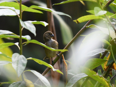 Sporophila luctuosa