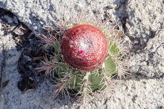 Melocactus bahiensis