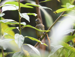 Sporophila luctuosa