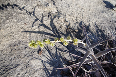 Orthophytum