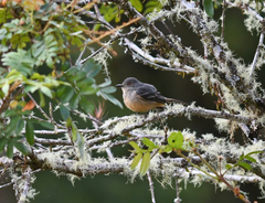 Knipolegus poecilurus