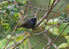 Conirostrum albifrons