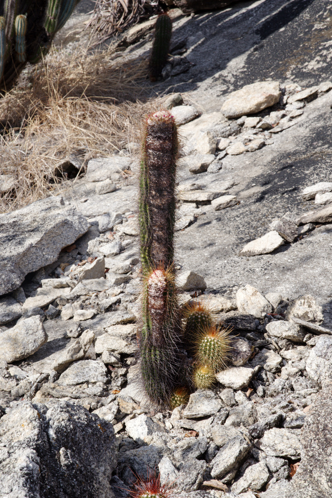 Coleocephalocereus purpureus