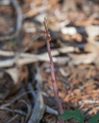 Bletia nitida
