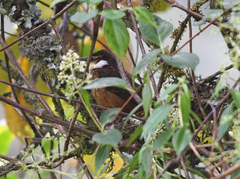 Pseudocolaptes boissonneautii
