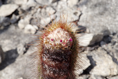 Coleocephalocereus purpureus