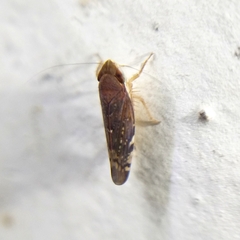 Portaninae