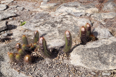 Coleocephalocereus purpureus