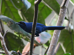 Cyanolyca viridicyanus