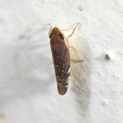 Portaninae