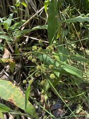Cyperus blepharoleptos