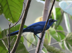 Cyanolyca viridicyanus