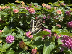 Papilio eurymedon