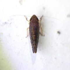 Portaninae