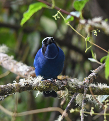 Cyanolyca viridicyanus