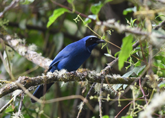 Cyanolyca viridicyanus