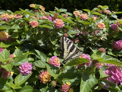 Papilio eurymedon