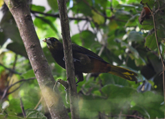 Psarocolius atrovirens