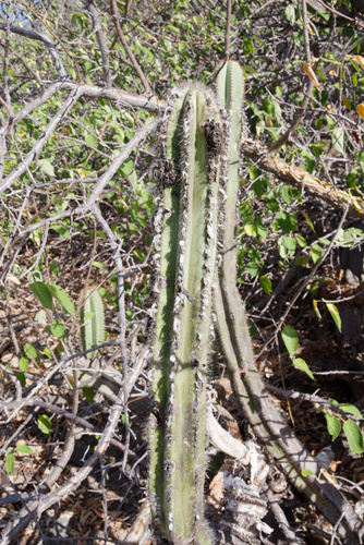 Pilosocereus X subsimilis