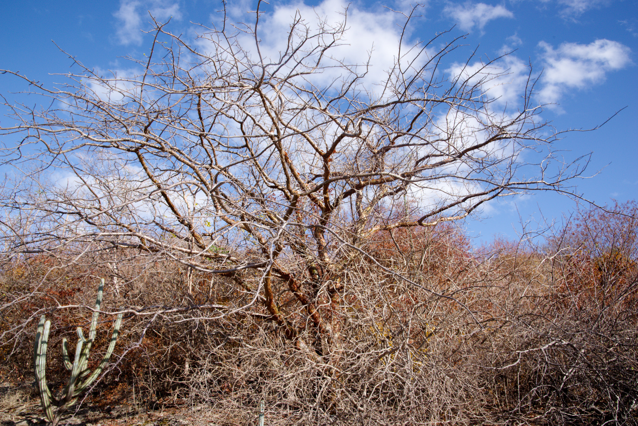Commiphora leptophloeos