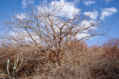 Commiphora leptophloeos