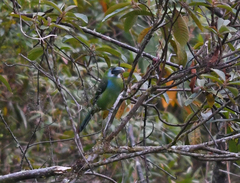 Aulacorhynchus coeruleicinctis