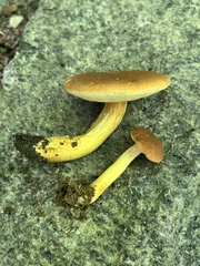 Aureoboletus roxanae