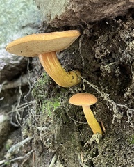 Aureoboletus roxanae