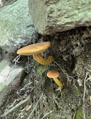 Aureoboletus roxanae