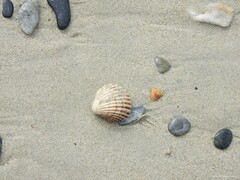 Acanthocardia aculeata