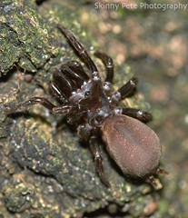 Sphodros abboti