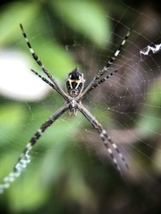 Argiope argentata