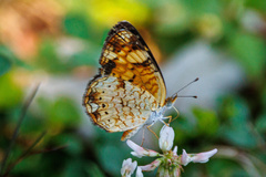 Phyciodes tharos