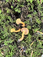 Cantharellus persicinus