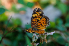 Phyciodes tharos