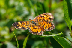 Phyciodes tharos