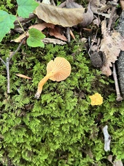 Cantharellus persicinus
