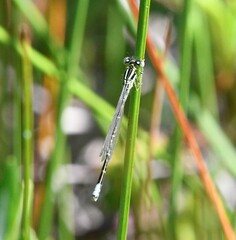 Ischnura perparva