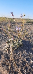Salvia cyanescens