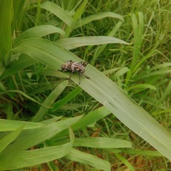 Acanthoderes funeraria