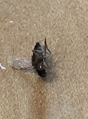 Metopininae