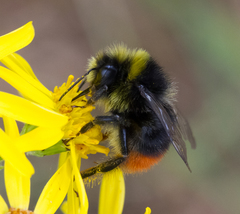 Bombus lapidarius