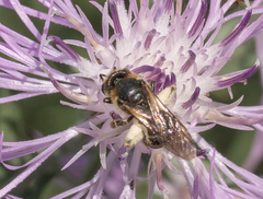 Halictus maculatus