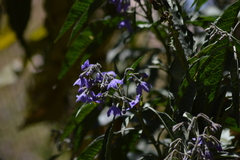 Solanum nitidum