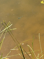 Erythromma lindenii