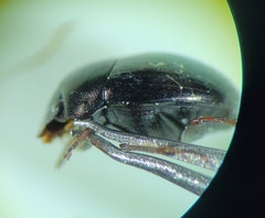 Ateuchus histeroides