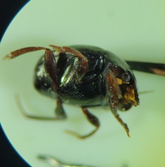 Ateuchus histeroides