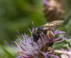 Halictus quadricinctus