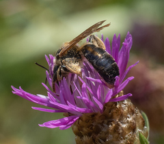 Halictus quadricinctus