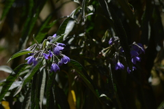 Solanum nitidum